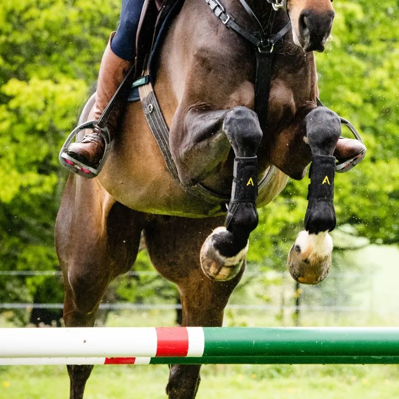 Guêtres cheval Adagio - Horseware - HORSEWARE - Guêtres antérieures - Equestra